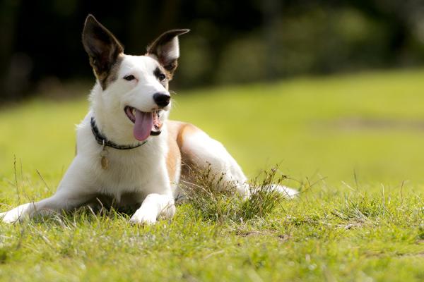 Dog friendly holidays Breaks with YHA YHA